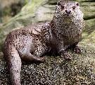 ZOO Ohrada Hluboká nad Vltavou